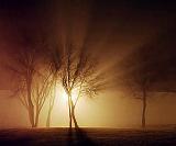 Trees In Fog_08556